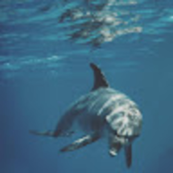 Meet your Posher, Belinda - Picture 1 of 1